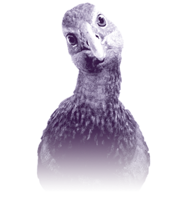 weka